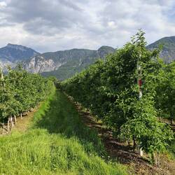 Weinberg am See
