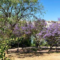 Jacaranda time in Seville