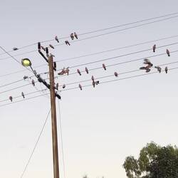 Schwärme von Galahs sitzen lautstark auf den Stromleitungen
