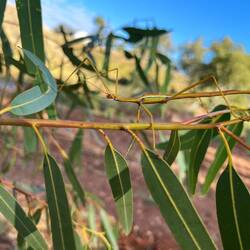 Ein Stick-Insect (Wer erkennt es?)