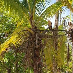 Raubvogel auf Coibita.