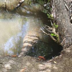 Krokodilmama auf Coibita.