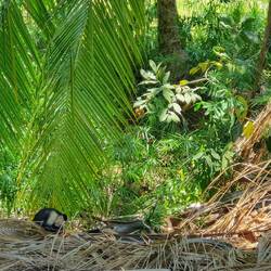 Kapuziner Äffchen frisst eine Kokosnuss.
