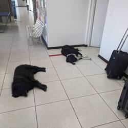 Psi na nádraží v El Calafate