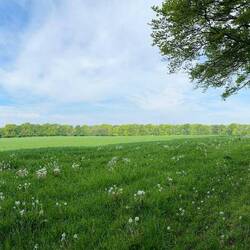 wunderschöne rotbuchen