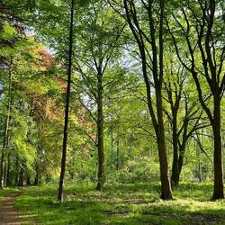 suche die fee...es waren unzählige viele eichhörnchen 😍