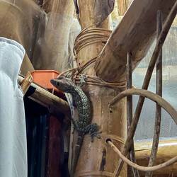 Besuch in der Hütte