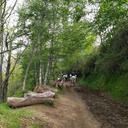 Yup, some hired horses