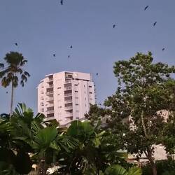 Flying Foxes, bei Dämmerung kann man 1000ende beobachten 🦇🦇🦇🦇🦇