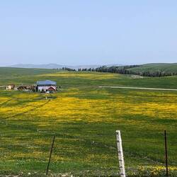 Fields of Gold