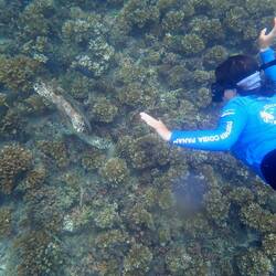 Schildi startet ihr Auftauchen zum Luftholen.