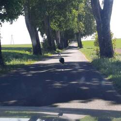Ein Storch auf der Straße. Hier ist nicht viel Verkehr.