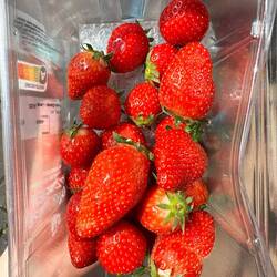 Fresh Nederland strawberries 🍓