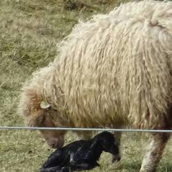 Gerade geborenes Lamm