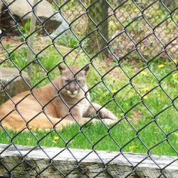 So so impressive this cougar