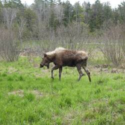 Moose - what an odd animal