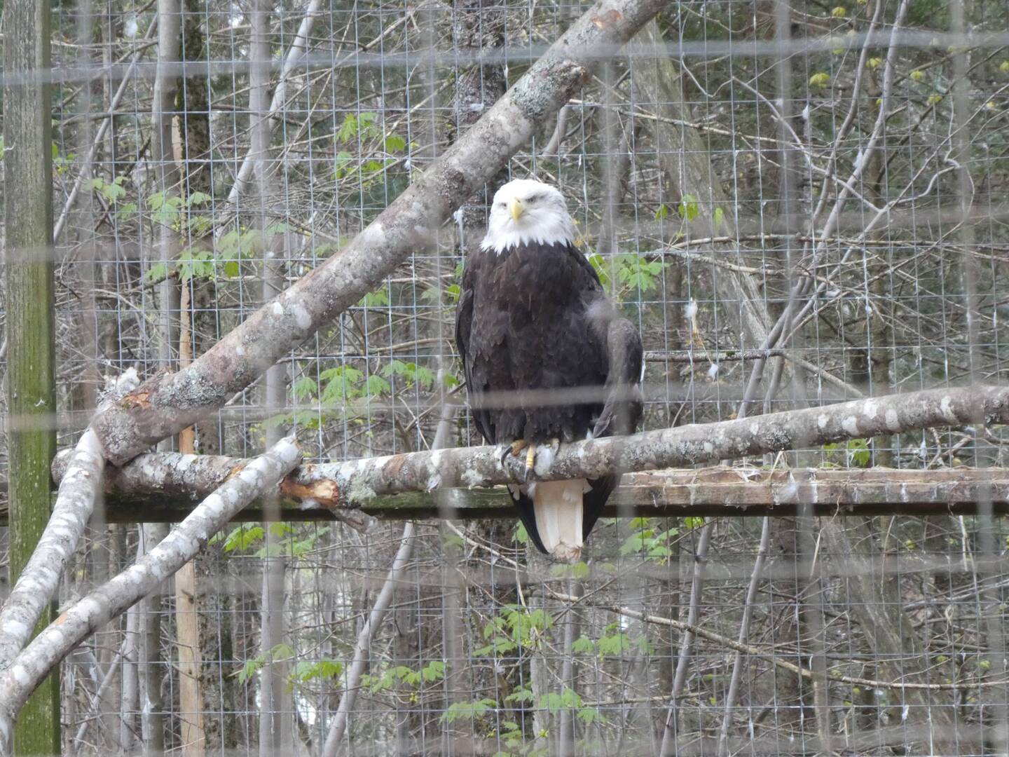 Bald Eagle - so magisterial