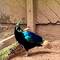 Himalayan monal. Gorgeous boy (the female was dowdy brown).