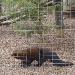 A "fisher" is a carnivorous forest dwelling mammal