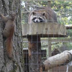 Raccoon with limelight loving red squirrel