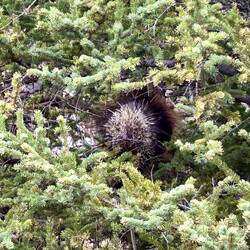 Porcupine