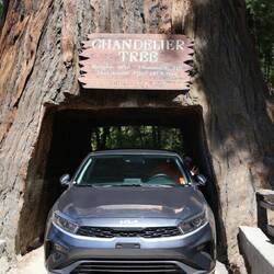 Us driving through a redwood tree