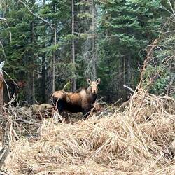 Morning moose