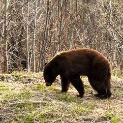 Black or brown bear