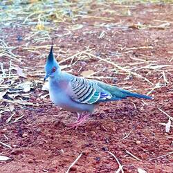 Eine Spitzschopftaube besucht uns