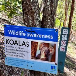 no koalas seen