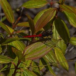 Male Firey Skimmer