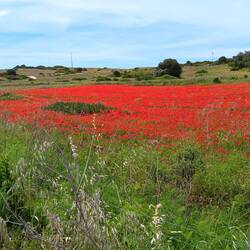 Field of red poppies along our route