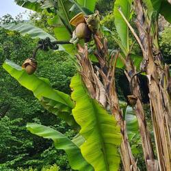 Bananenbaum.