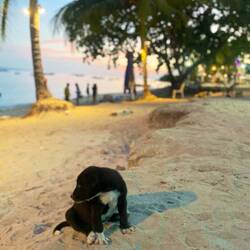 Baby Hund Alona Beach