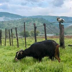 Early awakening to a troop of goats and sheep