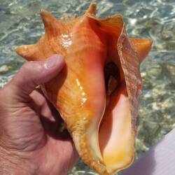 This turns out to be an area for juvenile conchs to grow up.