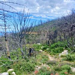Der Abstieg nach Kastania führte durch ein Gebiet, in dem 2021 ein Waldbrand gewütet hat.