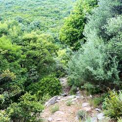 Der Abstieg in das Agias-Marinas-Tal war überwuchert und überhaupt nicht schön.