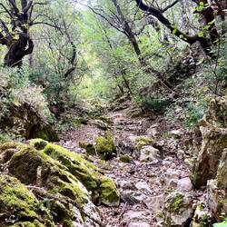 Der anschliessende Aufstieg von über 500 Höhenmeter führt zum Glück durch einen schönen Wald.