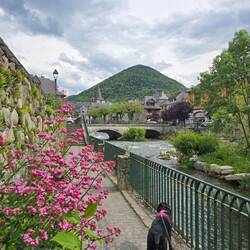 Niska loved the walk, lots to sniff and explore