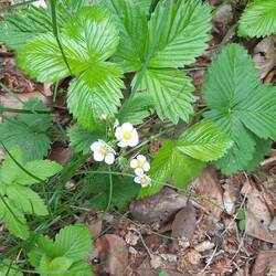 Walderdbeeren. Hier ist noch alles i O.