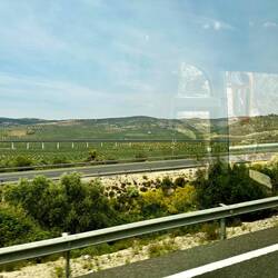 From the bus - endless olive trees