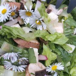 Daisy-Salat