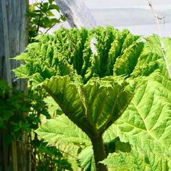 Das sind die Blätter dazu