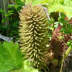 Was ist das für eine Pflanze?