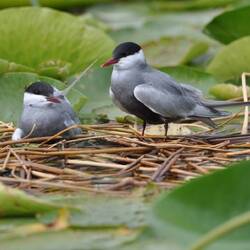 Flußseeschwalbe beim brüten