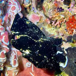 Schwarzer Giant Frogfish