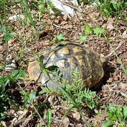 Schildkröte