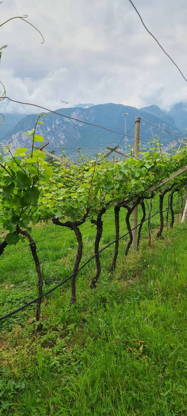 Entlang des Weinanbaus