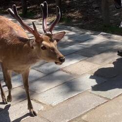 Janette - deer whisperer.